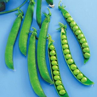 エンドウ 種 【 実エンドウ まごゆたか 】 1ｄｌ （ 種 野菜 野菜種子 野菜種 ）