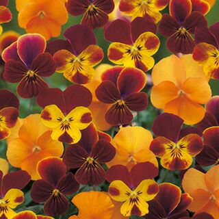 ビオラ 種 【 F1 ビビ エッセンス マーズ 】