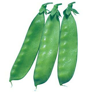 エンドウ 種 【 絹さやエンドウ シャンパーニュ（矮性） 】