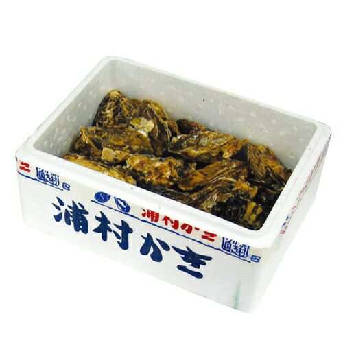 浦村殻付き生カキ 30個入り【冷蔵】