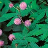 【 おじぎ草 】 実咲