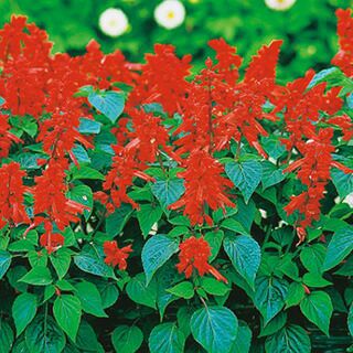 サルビア 種 【 ホットジャズ 】