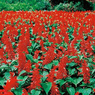 サルビア 種 【 ボンファイヤー 】