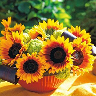 ひまわり 種 【 Ｆ１ソーラーパワー 】