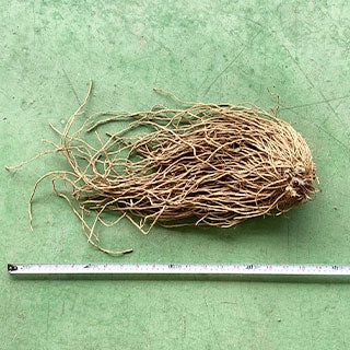 アスパラガス 素掘り株 ウルトラビックアイ 3Lサイズ