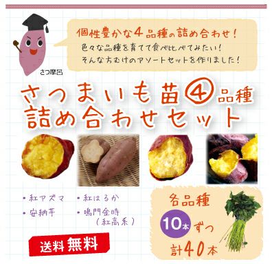 送料無料】 さつまいも苗 詰め合わせセット 10本×4品種 ( 紅アズマ
