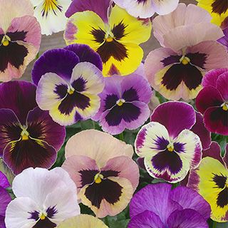 パンジー 種 【 スイスジャイアント混合 】