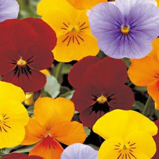 ビオラ 種 【 F1 ビビ エッセンス サン 】