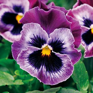 パンジー 種 【 F1 フリズルシズル ラズベリー 】