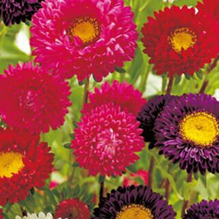 アスター 種 【 くれない 混合 】