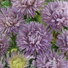 アスター 種 【 シリンガラベンダー 】