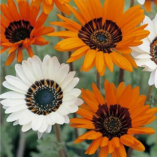 ベニジューム（寒咲蛇の目菊） 種 【 混合 】