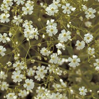 かすみ草 種 【 宿根かすみ草 スノーフレーク 】 小袋 （ かすみ草の種