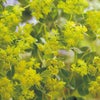 ブプレウルム 種 【 ブプレウルム 】