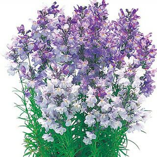 リナリア 姫金魚草 種 【 ブルーグッピー 】 1ml （ リナリア 姫金魚草の種 ）