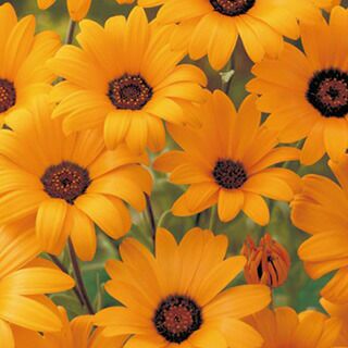 ディモルフォセカ 種 【 スプリングフラッシュ オレンジ 】