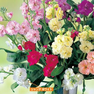 ストック 種 【 シャンテ ホワイト 】