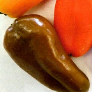 ピーマン 種 【 ぷちピープロ　オリーブ 】 10粒 （ 種 野菜 野菜種子 野菜種 ）