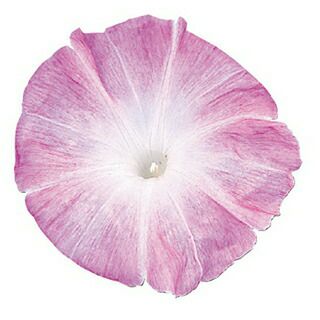 朝顔 種 【 暁の春 】