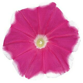 朝顔 種 【 暁の錦 】