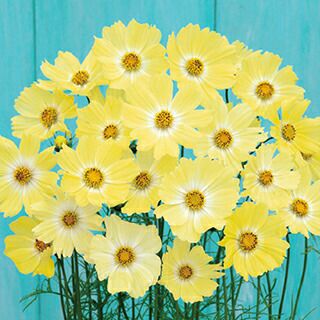 コスモス 種 【 イエローキャンパス 】 1dl （ コスモスの種 ）