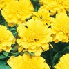 マリーゴールド 種 【 ボナンザ イエロー 】 1dl クリーンシード （ マリーゴールドの種 ）