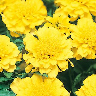 マリーゴールド 種 【 ボナンザ イエロー 】 1dl クリーンシード （ マリーゴールドの種 ）