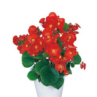 ベゴニア 種 【 アンバサダー スカーレット 】 1000粒 （ ベゴニアの種 ）