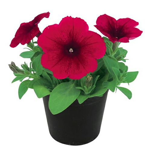 ペチュニア 種 【 エコチュニア チェリーローズ 】 ペレット1000粒 （ ペチュニアの種 ）