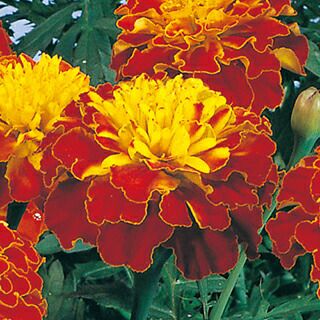 マリーゴールド 種 【 ボナンザ スプレー 】 1dl クリーンシード （ マリーゴールドの種 ）