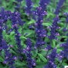 サルビア 種 【 ファリナセア ビクトリアブルー 】 実咲 （ サルビアの種 ）