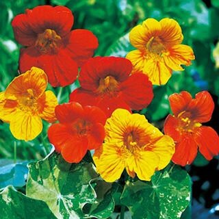 金蓮花 種 【 アラスカ 混合 】