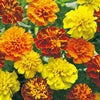 フレンチマリーゴールド（孔雀草） 種 【 ボーイ 混合 】