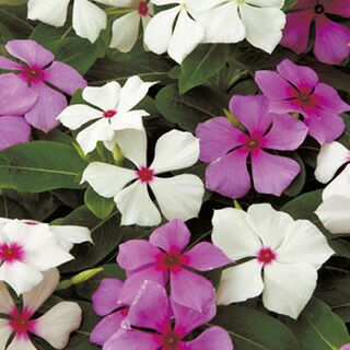 ビンカ（日日草） 種 【 リトル 混合 】