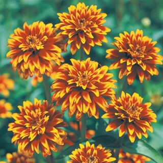 百日草（ジニア） 種 【 オールドメキシコ 】