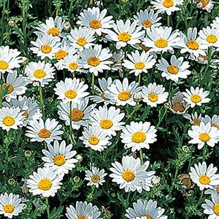 クリサンセマム 種 【 ノースポール 】 実咲