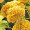 けいとう（鶏頭） 種 【 久留米 ゴールド 】