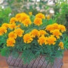 フレンチマリーゴールド 種 【 チャスカ 】