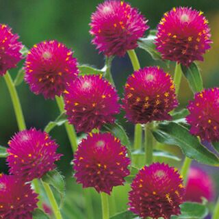 千日紅 種 【 クイズカーマイン 】