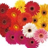 ガーベラ 種 【 ェスティバル グロワーズセレクトミックス 】 100粒 （ ガーベラの種 ）