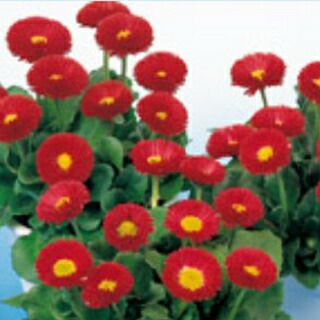 デージー 種 【 ロングラン アーリーポンポネット レッド 】 ペレット1000粒 （ デージーの種 ）