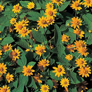 メランポジューム 種 【 ダービーイエロー 】 1000粒 （ メランポジュームの種 ）