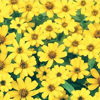 百日草（ジニア） 種 【 イエロー 】 1000粒 （ 百日草（ジニア）の種 ）