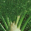ハーブ 種 【 フェンネル 】 実咲