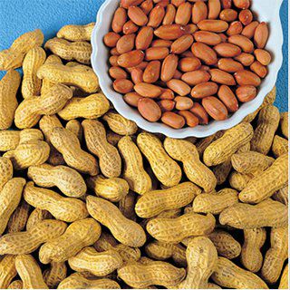 落花生 種 【 落花生 半立性 】 1L ( 落花生の種 )