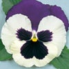パンジー 種 【 LRアリル ブルー＆ホワイトインプ 】 PRIMAX　1000粒 （ パンジーの種 ）