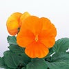 パンジー 種 【 パシオ クリアオレンジ 】 PRIMAX　1000粒 （ パンジーの種 ）