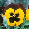 パンジー 種 【 F1ピカソ レッド＆イエローブロッチ 】 1000粒 （ パンジーの種 ）