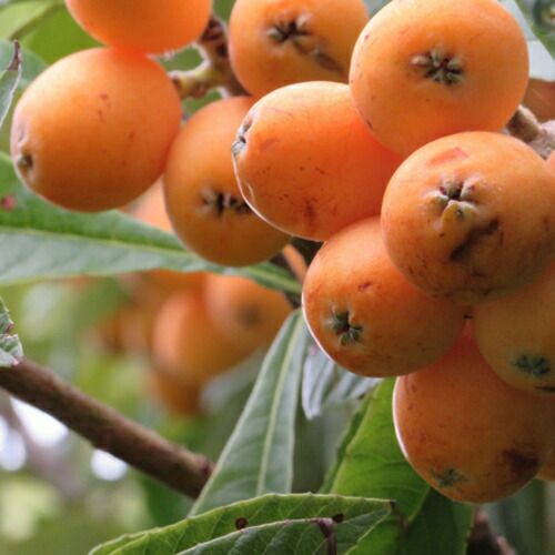 果樹苗 ビワ 【 クィーン長崎 1年生苗 】