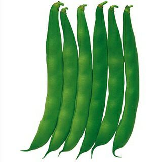 インゲン 種 【 つるなし菜豆 つるなしモロッコ 】 1L ( インゲンの種 )